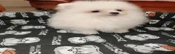 Pomerania perros en venta: Pomerania Toy - Anuncio 2