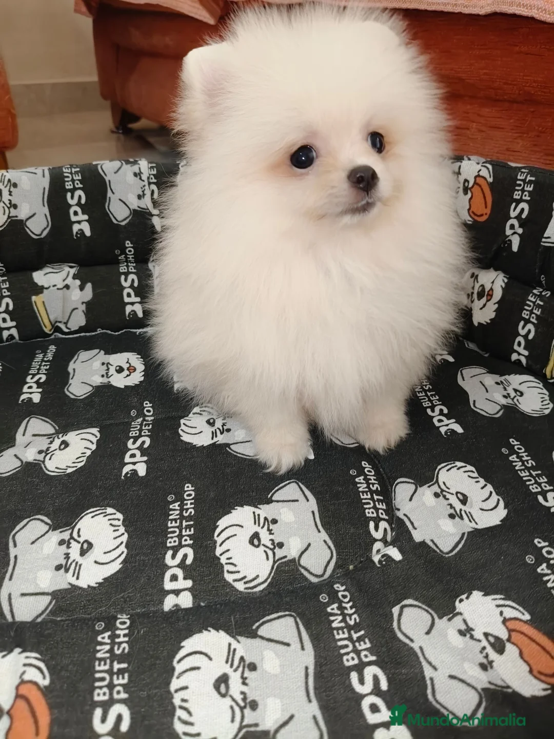 Pomerania perros en venta: Pomerania Toy - Anuncio 2