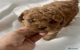 Caniche Toy perros en venta: Caniche toy Hembra y macho  - Anuncio 1