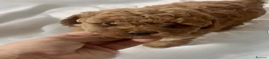 Caniche Toy Cachorro 1