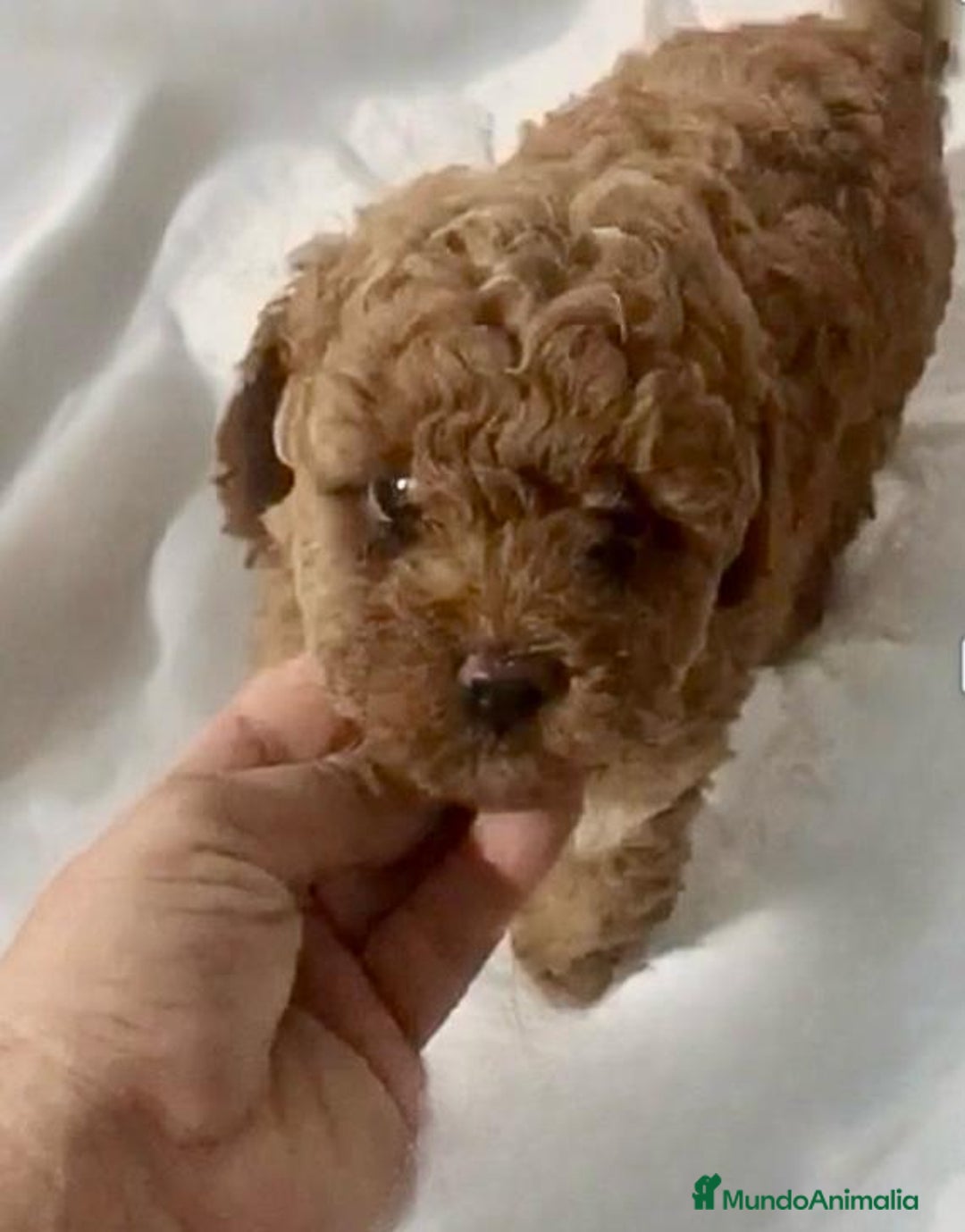 Caniche Toy perros en venta: Caniche toy Hembra y macho  - Anuncio 1