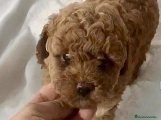 Caniche Toy perros - Anuncio 9