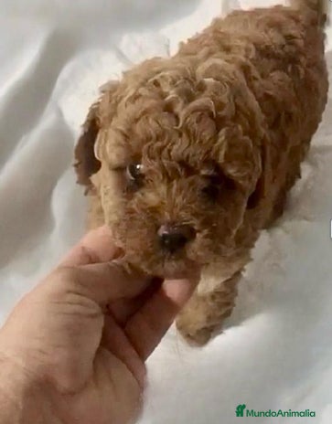 Caniche Toy perros - Anuncio 13