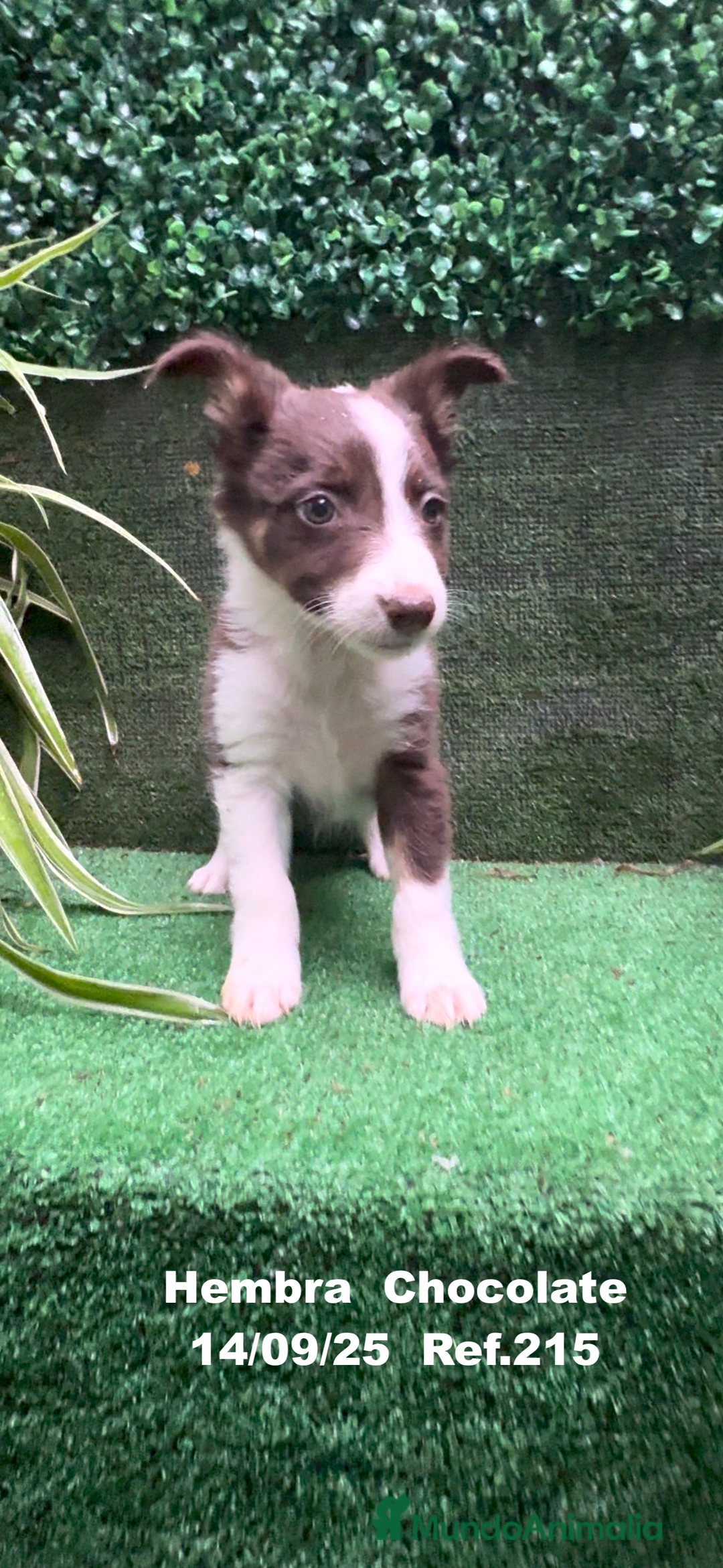 Border Collie perros en venta: Border Collie Chocolate - Imagen 12