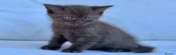 Británico de Pelo Corto gatos en venta: BRITISH SHORTHAIR CHOCOLATE - Anuncio 1