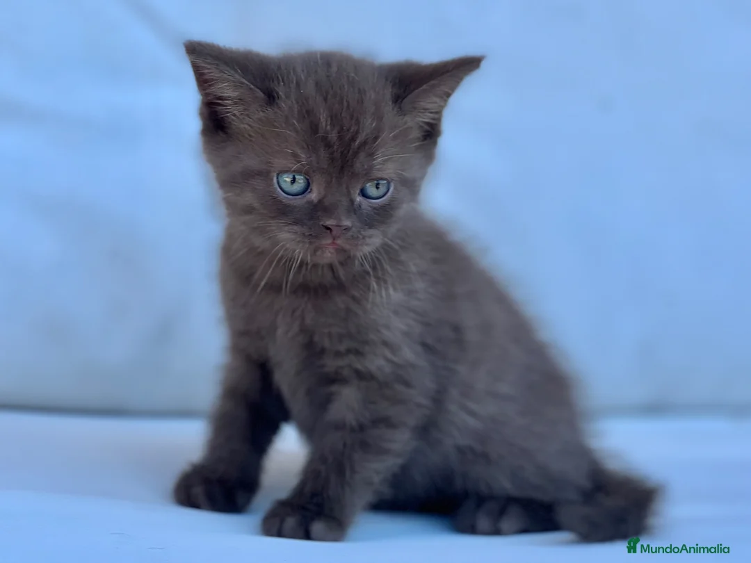 Británico de Pelo Corto gatos en venta: BRITISH SHORTHAIR CHOCOLATE - Anuncio 1