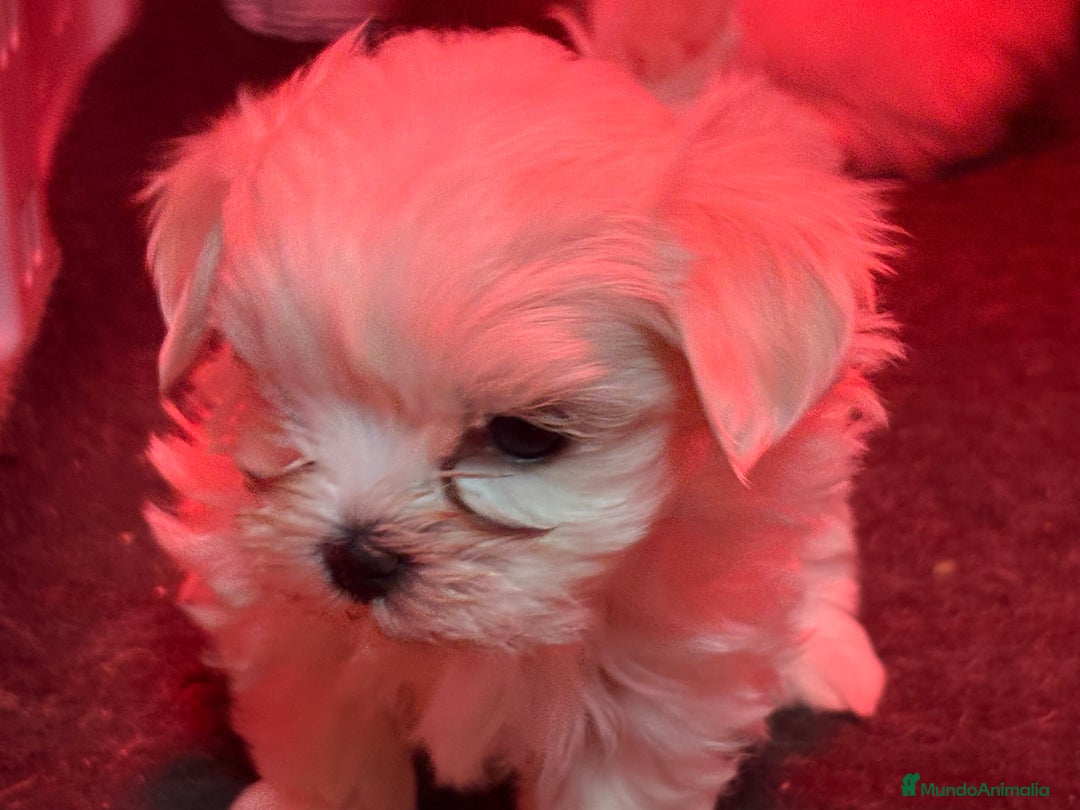 Bichón Maltés perros en venta: BICHON MALTES - Anuncio 8