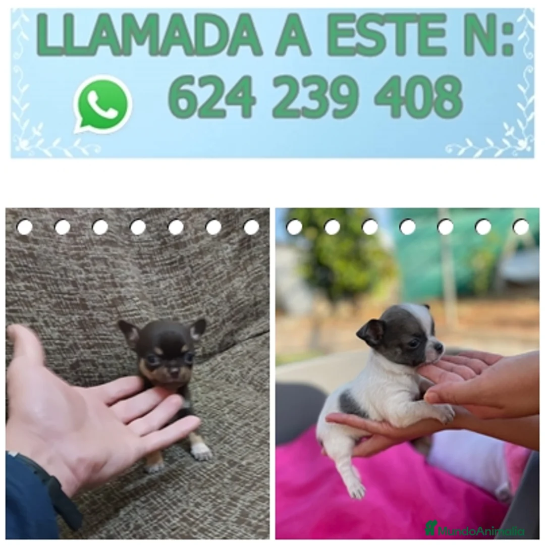 Chihuahua perros en venta: PRECIOSOS CHIHUAHUAS LINEA RUSA - Anuncio 8