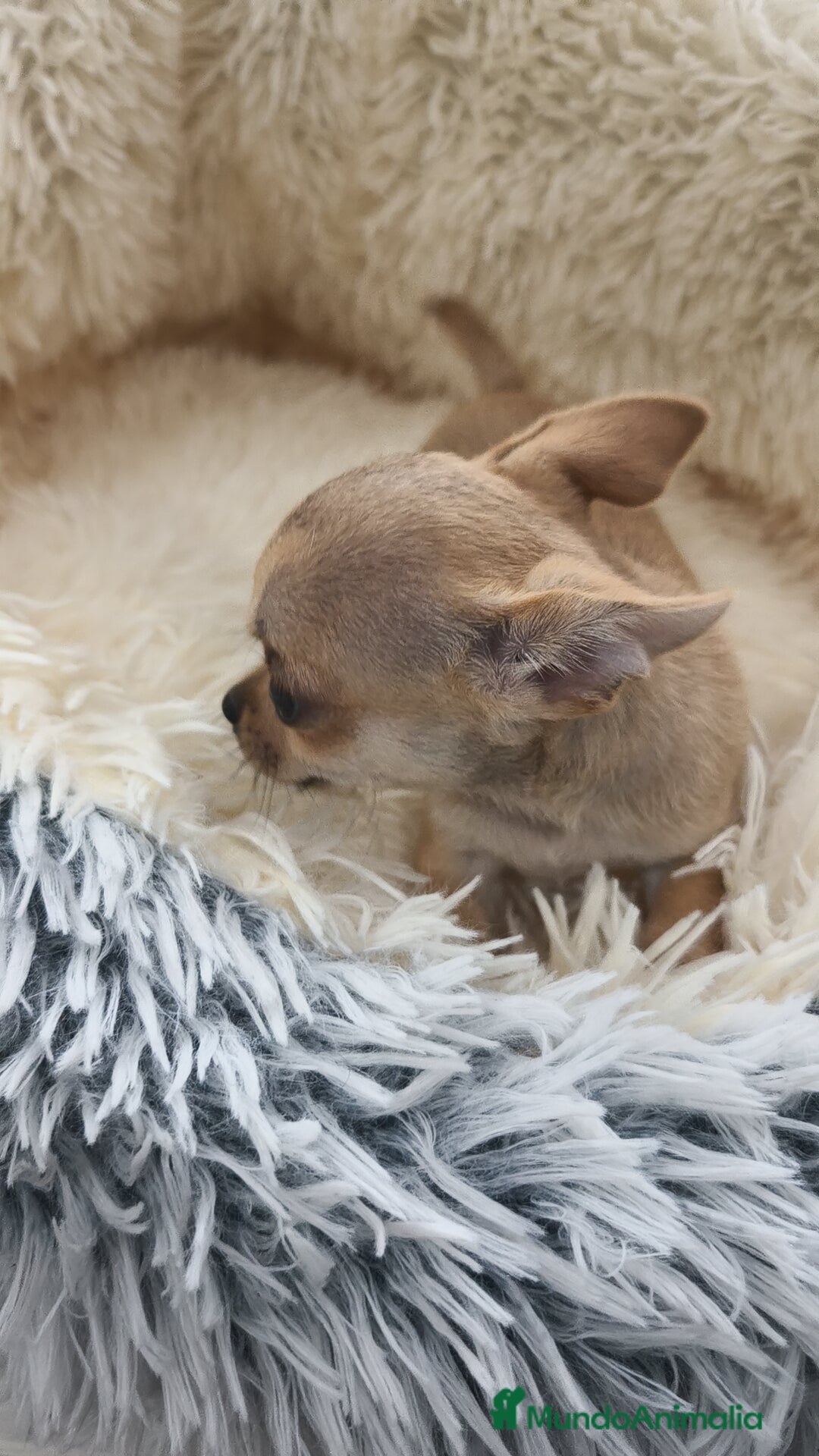 Chihuahua perros en venta: Chihuahua disponibles - Imagen 8