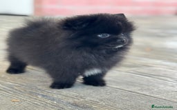 Pomerania perros en venta: 🐾 Monk – Pomerania negro mini toy 🌑 - Imagen 10