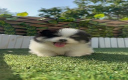 Pomerania perros en venta: POMERANIA HEMBRA - Imagen 2