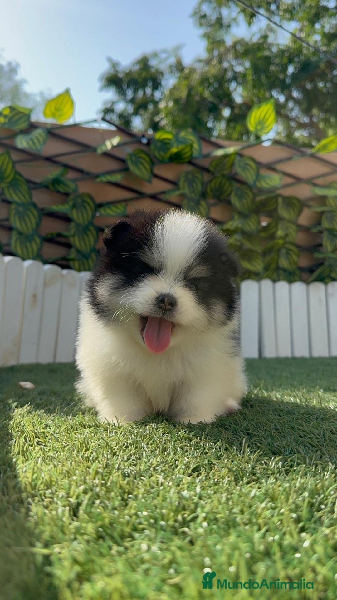 Pomerania perros en venta: POMERANIA HEMBRA - Imagen 2