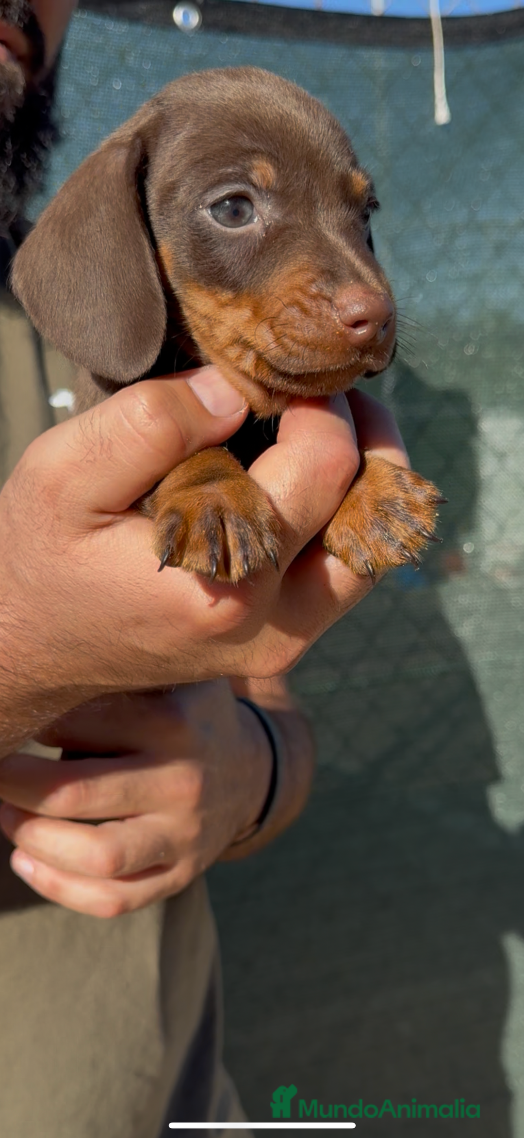 Teckel perros en venta: DULZURA DE TECKEL KANINCHEN  - Imagen 11
