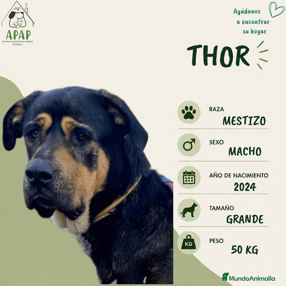 Raza Mixta perros THOR busca hogar - Anuncio 4