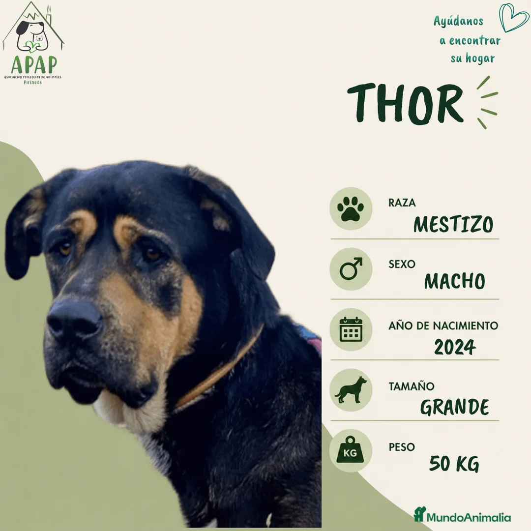 Raza Mixta perros en adopcion: THOR busca hogar - Anuncio 1