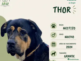 Raza Mixta perros THOR busca hogar - Anuncio 23