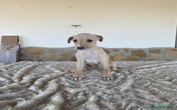 Galgo Español perros en venta: Galgo español machos - Imagen 1
