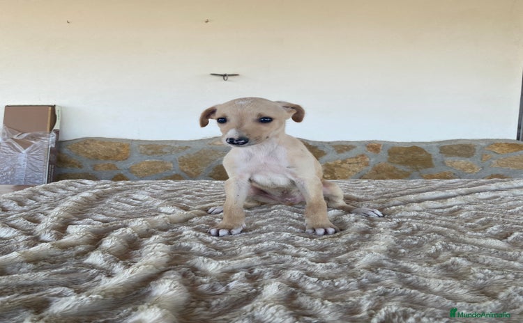 Galgo Español perros - Propaganda 1