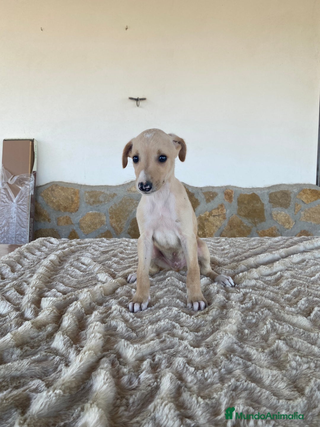 Galgo Español perros en venta: Galgo español machos - Imagen 1