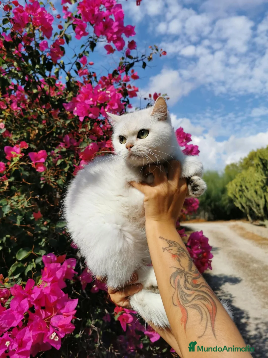 Scottish Straight gatos en venta: Scottish Straight en venta - Anuncio 2