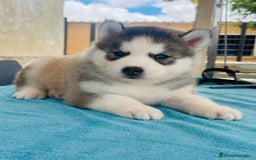 Husky Siberiano perros en venta: Cachorro husky - Imagen 7