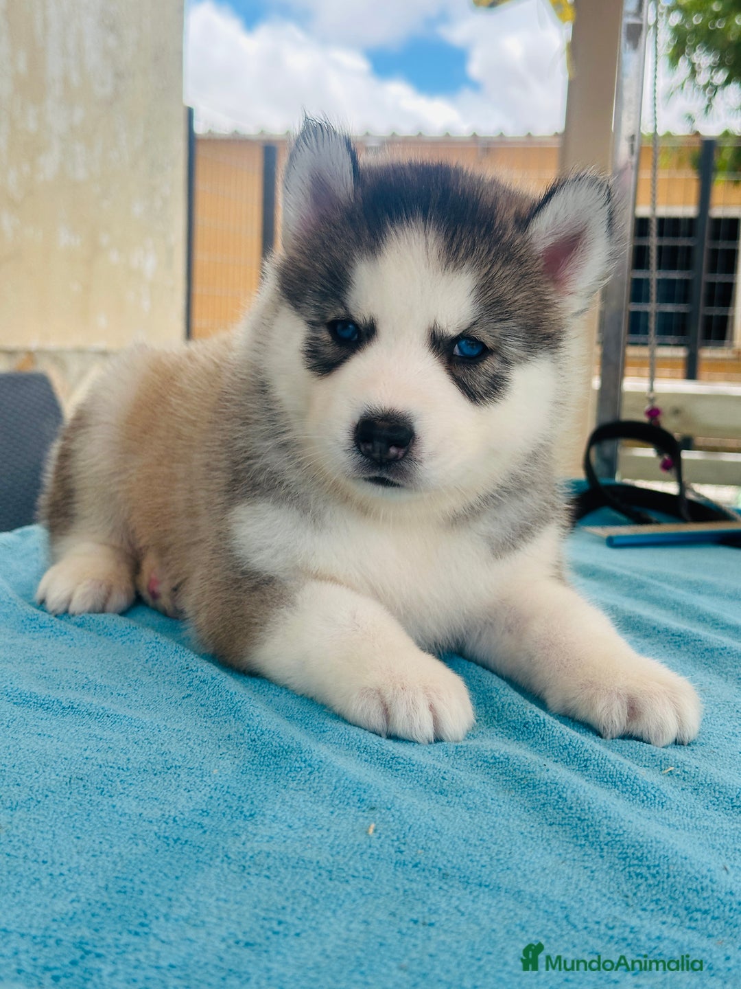 Husky Siberiano perros en venta: Cachorro husky - Imagen 7