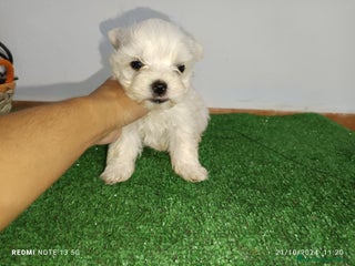 Bichón Maltés perros en Badajoz - Anuncio 40