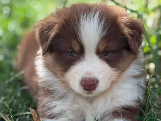 Pastor Australiano perros Excelente camada de Pastor Australiano - Anuncio 14