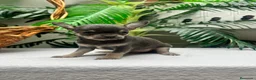 Chihuahua perros en venta: CHIHUAHUA BLUE - MACHOS - Anuncio 10