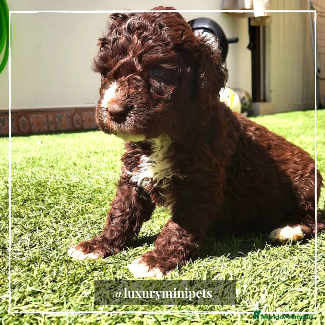 Perro de Agua Español perros en venta: Camada de Perro de Aguas Español en Madrid - Anuncio 6