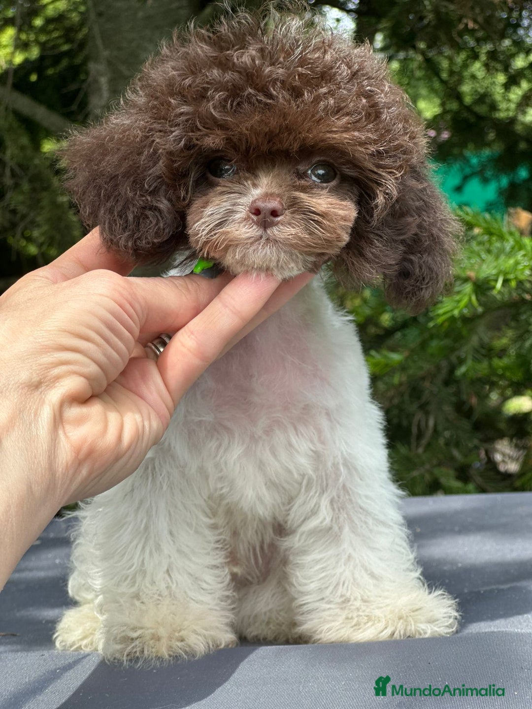 Caniche Toy perros en venta: Machito micro  - Imagen 1