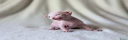 Sphynx gatos en venta: Magnificos Sphyx blancas - Anuncio 10