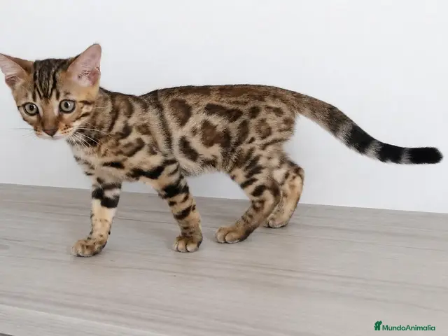 Bengalí gatos en venta: BENGALÍ - Anuncio 1
