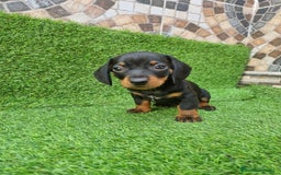 Teckel Miniatura perros en venta: TECKEL MINI - Imagen 2