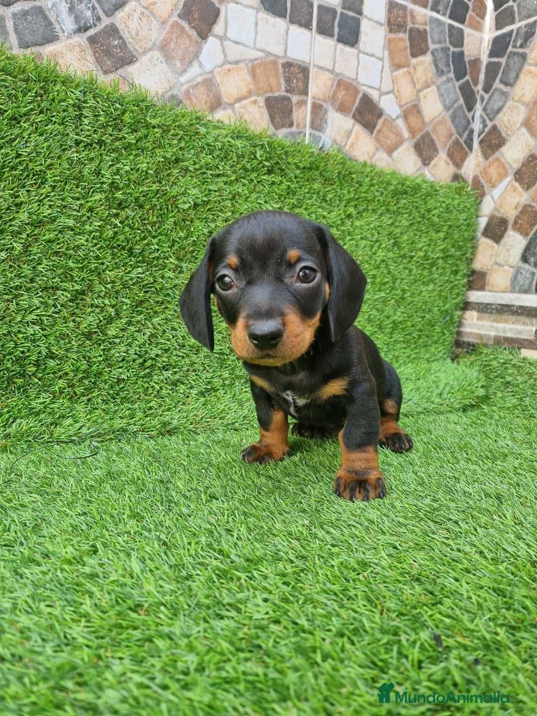 Teckel Miniatura perros en venta: TECKEL MINI - Imagen 2