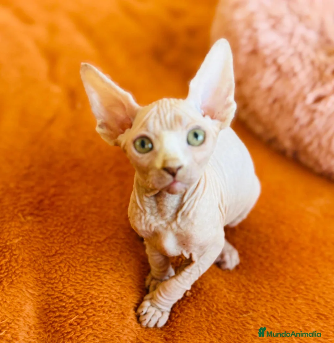 Sphynx gatos en venta: Gatitas sphynx color blanco y negro - Anuncio 5