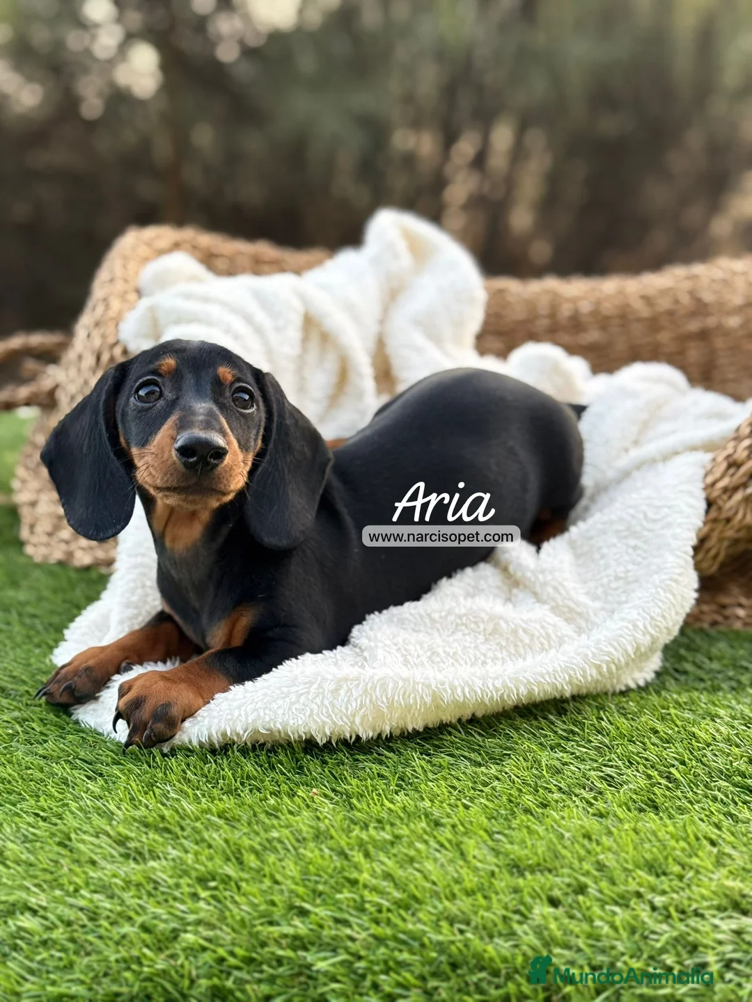 Teckel Miniatura perros en venta: TECKEL HEMBRA MINIATURA - Anuncio 2