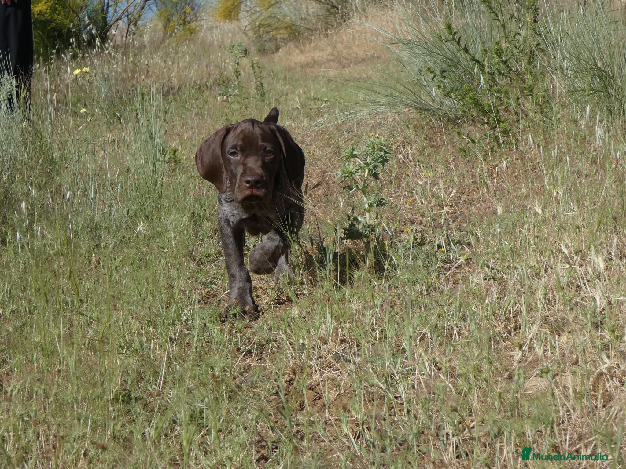 Braco Francés tipo Pirineos Talla Pequeña perros CACHORROS DE BRACO FRANCÉS DE SUSAN DE BEAUTÉ - Anuncio 1