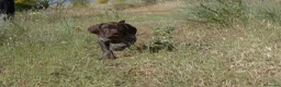 Braco Francés tipo Pirineos Talla Pequeña perros en venta: CACHORROS DE BRACO FRANCÉS DE SUSAN DE BEAUTÉ - Anuncio 1
