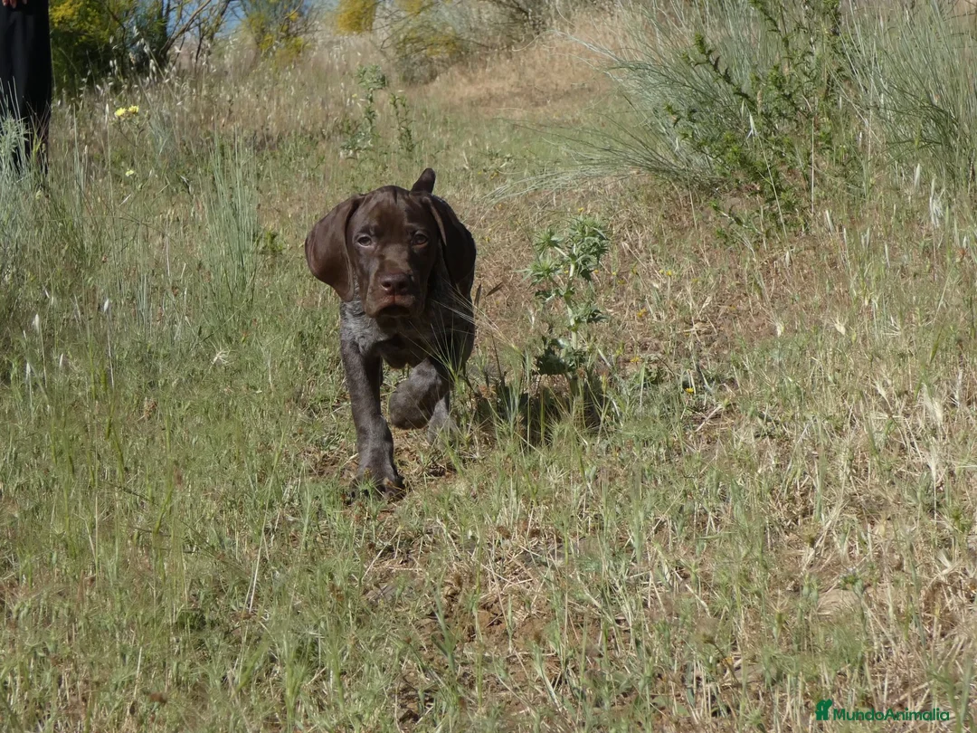 Braco Francés tipo Pirineos Talla Pequeña perros en venta: CACHORROS DE BRACO FRANCÉS DE SUSAN DE BEAUTÉ - Anuncio 1