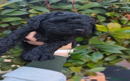 Perro de Agua Español perros en venta: Machos disponibles - Imagen 3