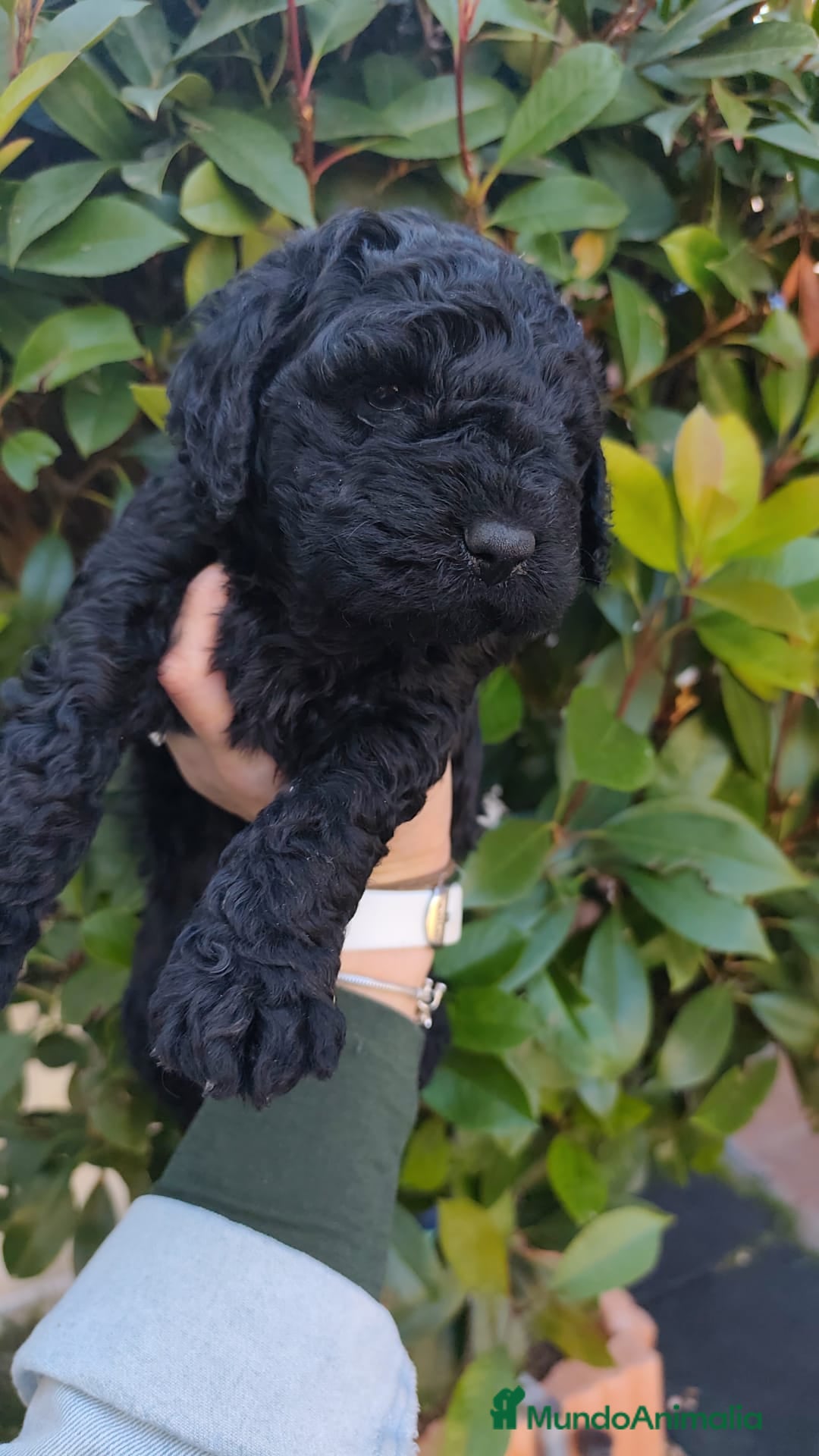 Perro de Agua Español perros en venta: Machos disponibles - Imagen 3