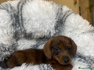 Teckel perros TECKEL ////CACHORROS MINIATURA YA DISPONIBLES !!!! en Badajoz - Anuncio 21