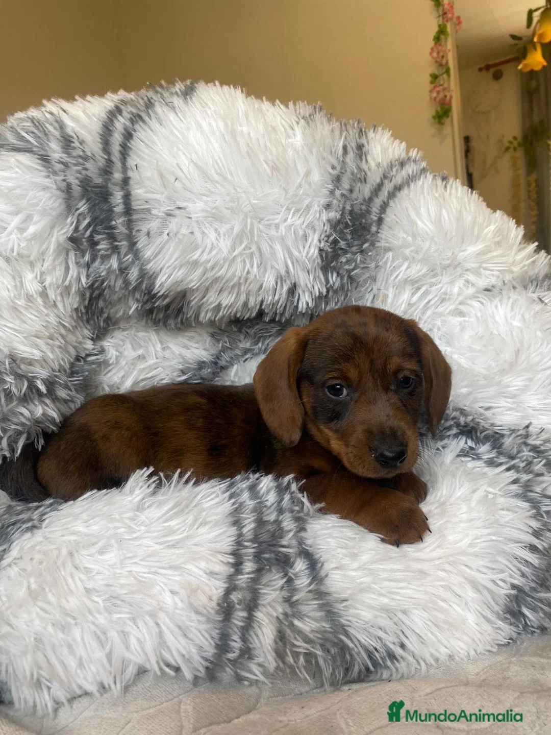 Teckel perros en venta: TECKEL ////CACHORROS MINIATURA YA DISPONIBLES !!!! en Badajoz - Anuncio 1