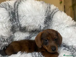 Teckel perros TECKEL ////CACHORROS MINIATURA YA DISPONIBLES !!!! en Badajoz - Anuncio 27