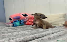 Pequeño Lebrel Italiano perros en venta: Piccolo italiano  - Imagen 4