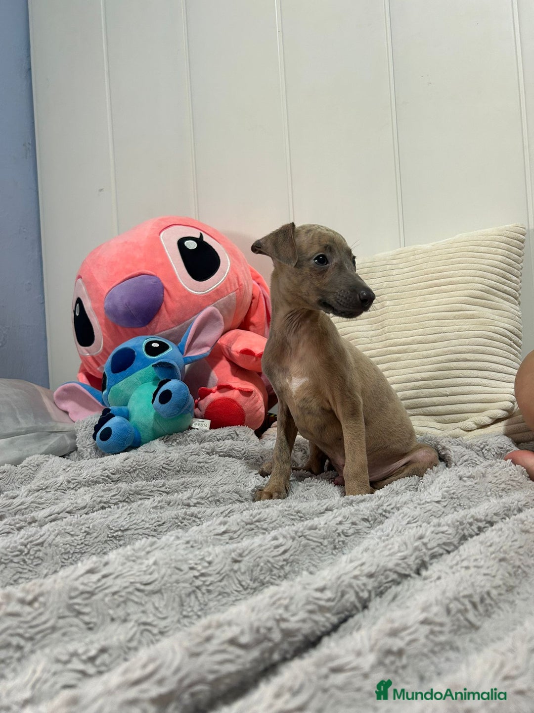 Pequeño Lebrel Italiano perros en venta: Piccolo italiano  - Imagen 4
