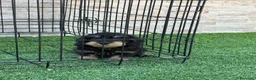 Teckel perros en venta: Cachorra de teckel pelo duro - Anuncio 4