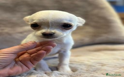 Chihuahua perros en venta: Chihuahua blanco Toy  - Anuncio 5