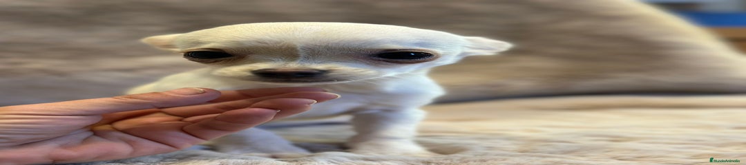 Chihuahua Cachorro 1